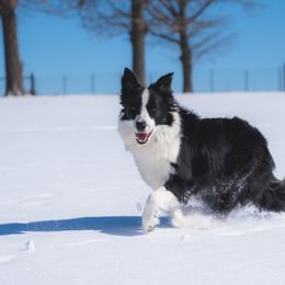 Bordoodle Puppies from 2J 2K Bordoodles