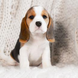 Blythe - Black tan and white female Beagle puppy in Caldwell, Ohio from Folklore Kennel