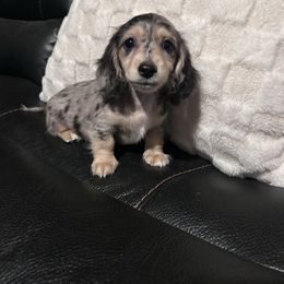 Walter - Dapple male Dachshund puppy in Cheyenne, Wyoming from Great Basin Hounds