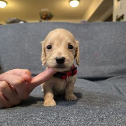 Kody - Cream male Dachshund puppy in Greenwood, Missouri from Nukee Beagles and Corgis