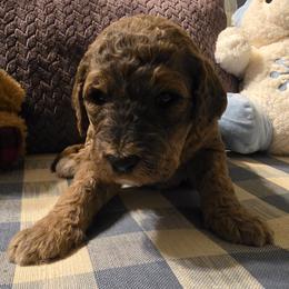 Amethyst - Sable female Goldendoodle puppy in Freedom, New York from Samantha's Goldendoodles