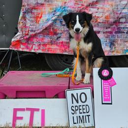 Miette, FTI - Australian Shepherd