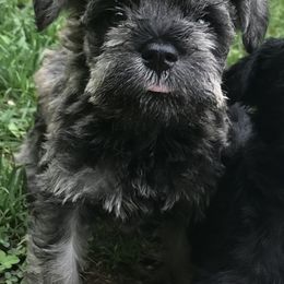 Miniature Schnauzer Puppies from Divine Miniature Schnauzers