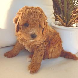 Cider - Brown male Maltipoo puppy in South Jordan, Utah from Ollie-Pop Paws Breeding