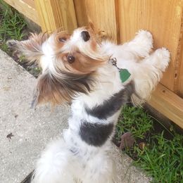 Yorkshire Terriers from Sauty Dog Yorkies