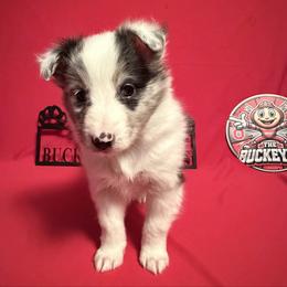 Blue Eyes - Blue merle and white male Shetland Sheepdog puppy in Dayton, Ohio from Buckeye Shelties