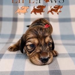 Alani - Cream female Dachshund puppy in Palm Bay, Florida from Life With Mini Paws