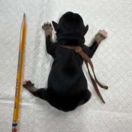 Teddy - Black and silver male Miniature Schnauzer puppy in Comanche, Texas from Circle R Sidney