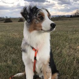 Australian Shepherd All Grown Up from Snowberry Point Aussies