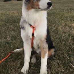 Australian Shepherd All Grown Up from Snowberry Point Aussies