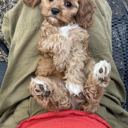 Cavalier King Charles Spaniel and Cavapoo Puppies from Larisa's Cavaliers
