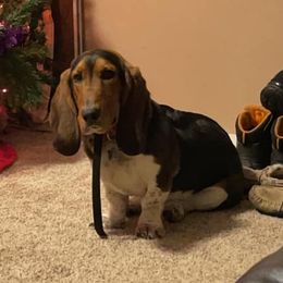 Bam Bamm - Basset Hound