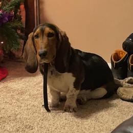 Bam Bamm - Basset Hound