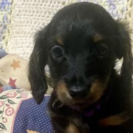 Dachshunds from J and G Dachshunds in South Dakota