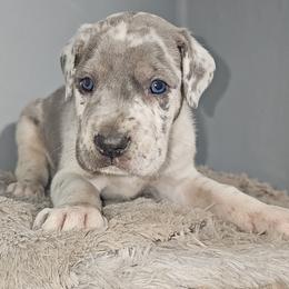 Rhett - Merle male Great Dane puppy in Mayfield, New York from Sacandaga Danes