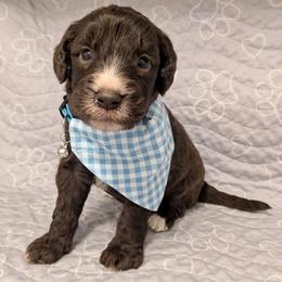 Rusty - Red male Aussiedoodle puppy in Pamplin, Virginia from Hope & Joy Acres