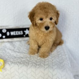 Yellow (Independence Day sale) - Red  male Poodle puppy in Florida from Adorable Toy-Miniature Poodles