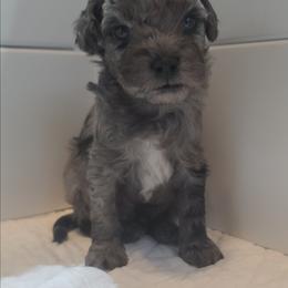 Boy3 - Merle male Cavapoo puppy in Medina, Ohio from Momma's Minis