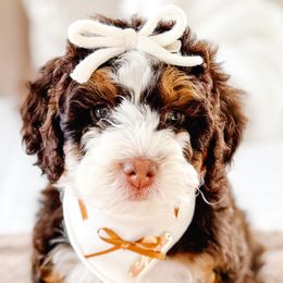 Bernedoodles from Jordan Family Doodles