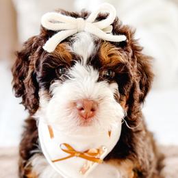 Bernedoodles from Jordan Family Doodles