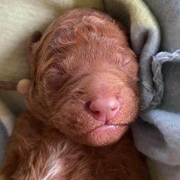 6. YELLOW COLLAR GIRL - Red  female Goldendoodle puppy in Charlo, Montana from Heavenly Hilltop Farm