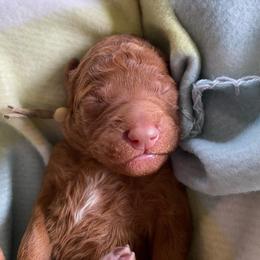 6. YELLOW COLLAR GIRL - Red  female Goldendoodle puppy in Charlo, Montana from Heavenly Hilltop Farm