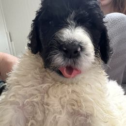 Elijah - Black and white Assorted Doodle Crosses puppy in San Antonio, Texas from Mammoth Doodles