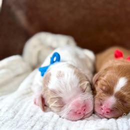 Cavapoo puppies from Bernedoodle Boutique (and Cavapoos)