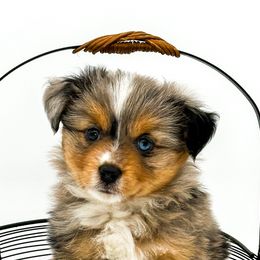 Isaac - Miniature Australian Shepherd puppy from Rigas Mini Aussies LLC