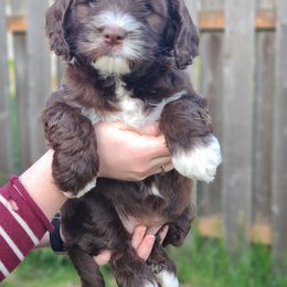 Bernedoodle and Double Doodle Puppies from Cloud Nine Doodles