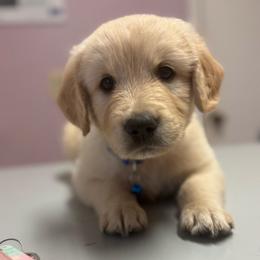 Biscuit - Light golden male Golden Retriever puppy in Ringgold, Georgia from Southern Belle's Puppies