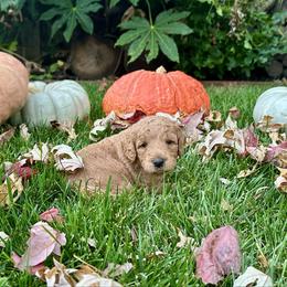 Mayzie - Red  female Goldendoodle puppy in Rocklin, California from FurEver Yours Goldendoodles