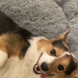 Pembroke Welsh Corgis from CorgiholicsAz