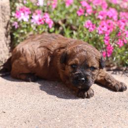 Olive - Wheaten female Whoodle puppy in West Bend, Iowa from Blue Skies Terriers
