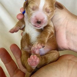 "Blue: Captian (Male)" Goldendoodle Puppies from Phoenix AZ Doodles