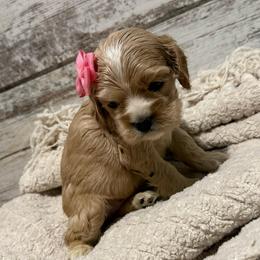Coral - Buff and white female Cocker Spaniel puppy in West Plains, Missouri from Ozark Haven Farm