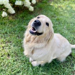 Opal - Golden Retriever