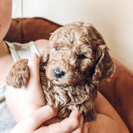 Maverick - Apricot male Poodle puppy in Benton, Illinois from J & J Miniature Poodles