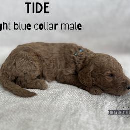 Tide - Apricot male Goldendoodle puppy in Inez, Texas from Heavenly H Doodles