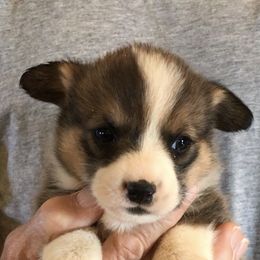 "Sable Female 2, EIC, VWD1 and DM Clear" Pembroke Welsh Corgi Puppies from Flyin H Corgi’s