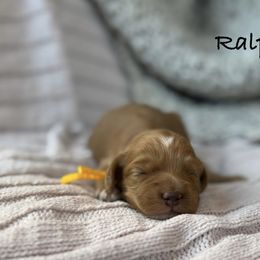 Ralphie - Red and white male Cockapoo puppy in Alexandria, Alabama from Bright and Beautiful Cockapoos and Doodles
