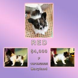 Red - White and sable female Papillon puppy in Oakland, Maryland from Holly Huxford