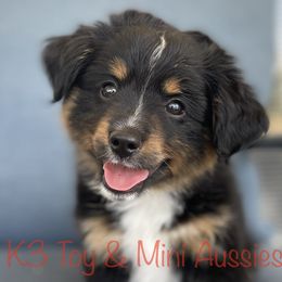 Colt - Black tri Toy Australian Shepherd puppy in Sanger, Texas from K3 Toy and Miniature Australian Shepherds