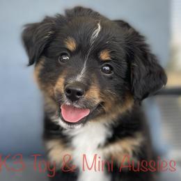 Colt - Black tri Toy Australian Shepherd puppy in Sanger, Texas from K3 Toy and Miniature Australian Shepherds