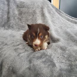 Bruno - Tri-color male Border Collie puppy in Chester, Vermont from Countryside Border Collies