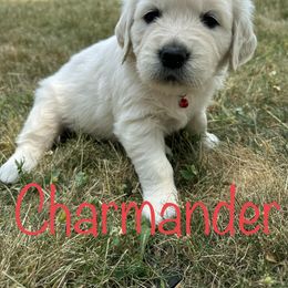 Golden Retriever Puppies from English Creams of Morningstar