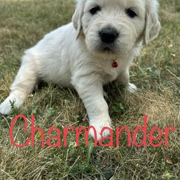 Golden Retriever Puppies from English Creams of Morningstar