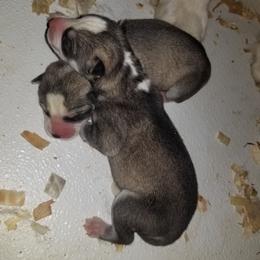 Boy 1 (spots on his back) - Gray and white male Siberian Husky puppy in Mccool Junction, Nebraska from Sininger Lagoon