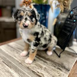 Boy 1 - Blue merle male Australian Shepherd puppy in Eustis, Florida from AUSSIELIFEFARMS, LLC