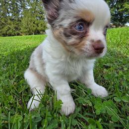 Magel - Merle male Chihuahua puppy in Amity, Pennsylvania from Baxters Chihuahuas